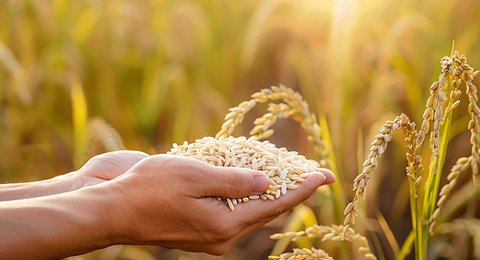 農(nóng)化及食保